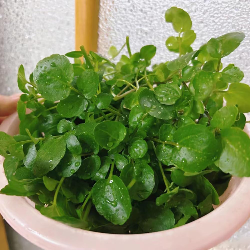 Watercress (Nasturtium officinalis) herb seeds for peppery leafy greens